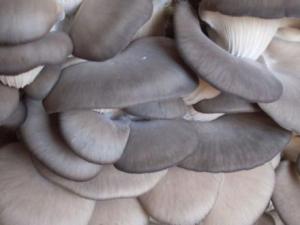 平菇的營養價值-平菇的功效與作用