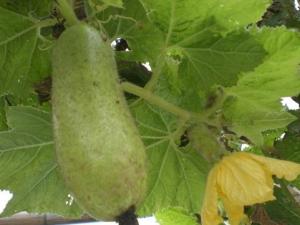 角瓜的營養價值-角瓜的功效與作用