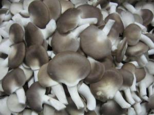 秀珍菇的營養價值-秀珍菇怎么做好吃