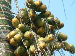吃檳榔的好處，檳榔的功效，檳榔的作用
