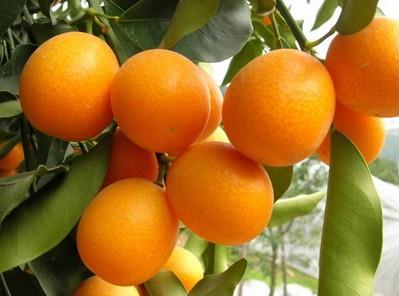 ��۵Ĺ�Ч�c����-��۵ĠI�B(y��ng)�rֵ