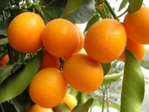 金桔的功效與作用-金桔的營養價值