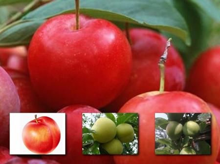 ���ӵĹ�Ч�c����-���ӵĠI�B�rֵ