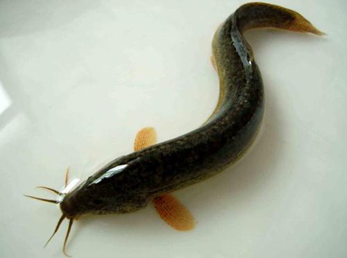 ���q�ĠI�B(y��ng)�rֵ-���q��ʳ�ù�Ч