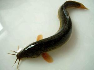 泥鰍的營養價值-泥鰍的食用功效