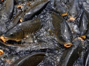 鯉魚的營養價值-鯉魚的功效與作用