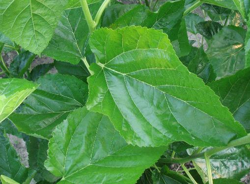 桑葉的美容功效-如何用桑葉美容養(yǎng)顏