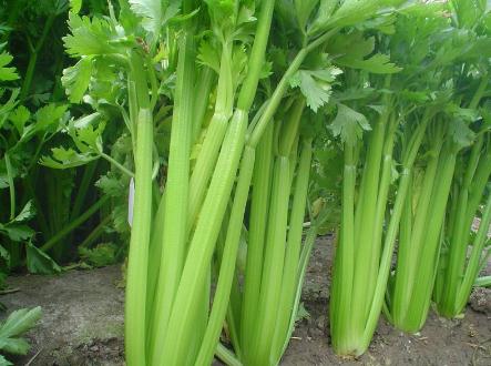 ���۵ĠI�B(y��ng)�rֵ-���۵Ĺ�Ч�c����