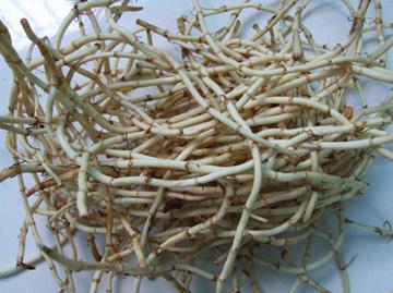 �~�ȲݵĹ�Ч�c����-�~�Ȳ���ô��-�~�ȲݵĠI�B�rֵ