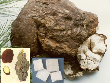 ���ߵĹ�Ч�c����-���ߵ�ʳ�÷���