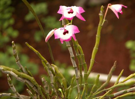 ʯ���Ĺ�Ч�c����-ʯ����ʳ�÷���