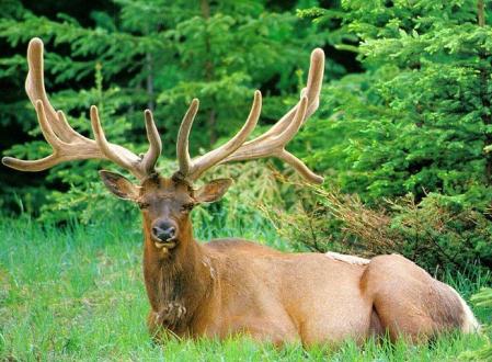 �|������¹�׵Ĺ�Ч�c����-¹����ô��