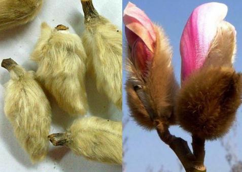 ���Ļ��Ĺ�Ч�c����-���Ļ���ʳ�÷���-���Ļ���ˎ�Ãrֵ