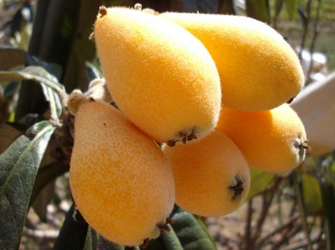 �����~�Ĺ�Ч�c����-�����~��ʳ�÷���