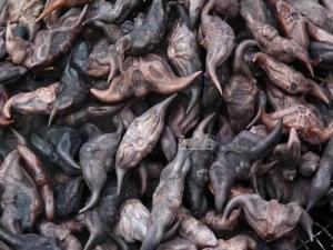 菱角的營養(yǎng)價(jià)值，菱角的功效，菱角的作用