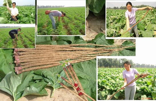 ţ��Ĺ�Ч�c����-ţ���ˎ�Ãrֵ