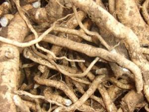 板藍(lán)根可以預(yù)防流感嗎?板藍(lán)根的功效與作用