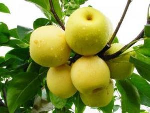 秋天多吃梨有什么好處?吃梨有哪些注意事項