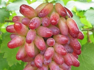 ����Ƥ���ԳԆ᣿������Ƥ��ʲô��̎������Ƥ�Ĺ�Ч�c����