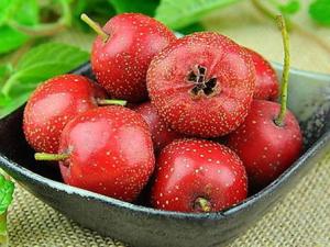 吃山楂有什么好處?山楂的功效與作用及食用禁忌