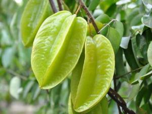 吃楊桃有什么好處?楊桃怎么吃?楊桃的功效與作用