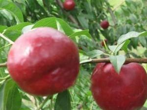 吃黑桃有什么好處?黑桃皇后的功效與作用