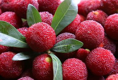 �ԗ�÷�ĠI�B�rֵ����Ч�c���á�ʳ�ý���