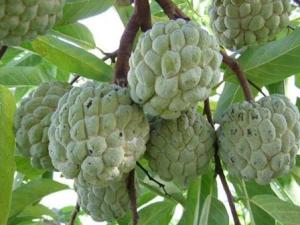 番荔枝的功效與作用、營(yíng)養(yǎng)價(jià)值及使用方法