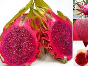 火龍果的營養(yǎng)價值、功效與作用、食用禁忌