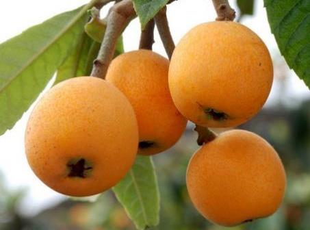 ���˵Ĺ�Ч�c���á�����ʳ�ý���