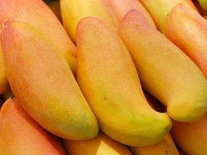 芒果的營養(yǎng)價值、功效與作用、食用禁忌