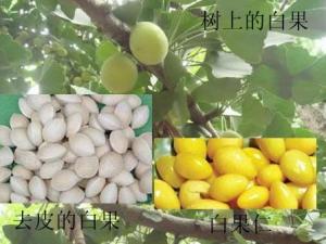 白果的營養價值-白果的功效與作用