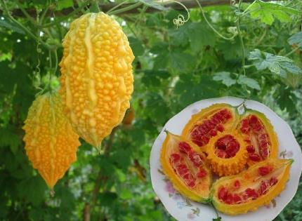 ه���ѵĠI�B(y��ng)�rֵ-ه���ѵĹ�Ч�c����