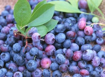 �{����ĠI�B�rֵ-�{����Ĺ�Ч�c����