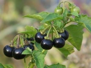 龍葵的營養價值-龍葵的功效與作用