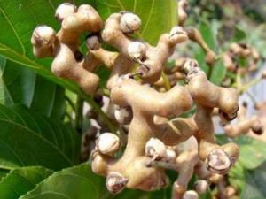 拐棗的營養價值-拐棗的功效與作用