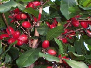 神秘果的營養價值-神秘果的功效與作用