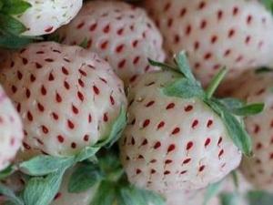 菠蘿莓的營養價值-菠蘿莓的功效與作用