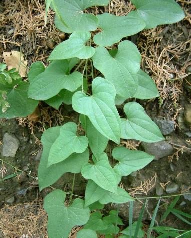 ��ɽ�ĠI�B�rֵ-��ɽ�Ĺ�Ч�c����