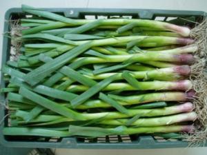 蒜苗怎么做好吃?蒜苗的營養(yǎng)價(jià)值、功效與作用