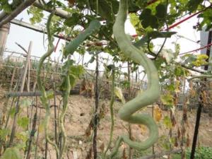 蛇瓜的營養價值-蛇瓜的功效與作用