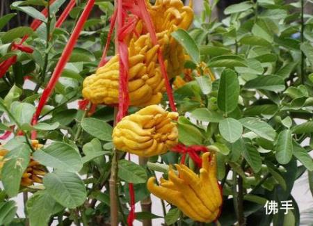 ���ֵĠI�B�rֵ-���ֵĹ�Ч�c����