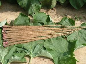 吃牛蒡好嗎?牛蒡的營養價值、功效與作用