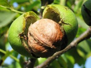 吃核桃有什么好處？核桃的營養價值、功效與作用