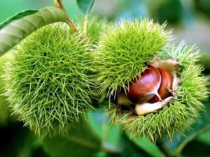 板栗的營養價值-板栗的功效與作用