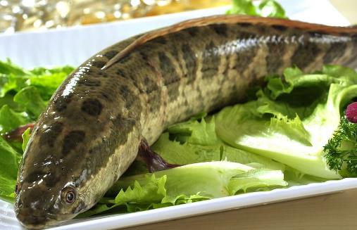 吃黑魚的好處-黑魚的營(yíng)養(yǎng)價(jià)值