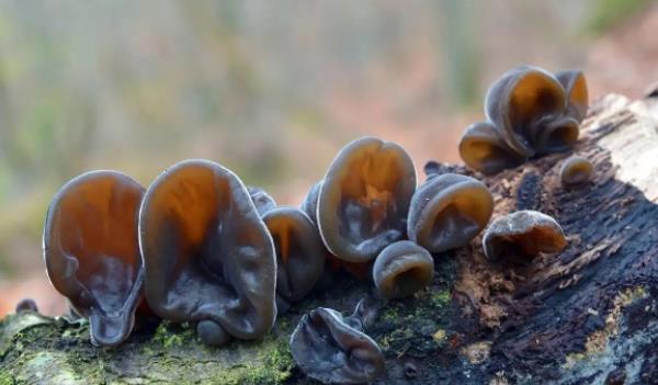 ��ľ���Lʲô���ӵĈDƬ ��ľ������Щ��Ч�c����