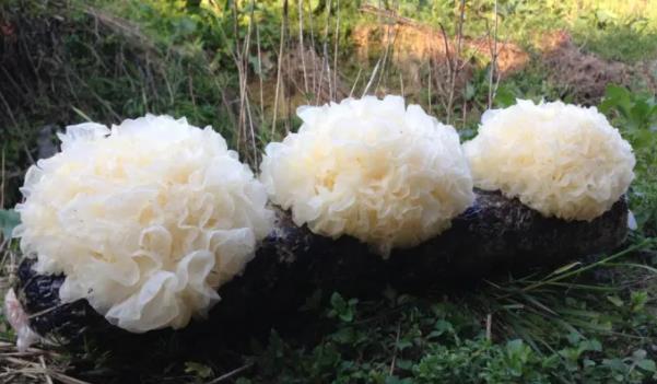 �y���Lʲô���ӵĈDƬ �y������Щ��Ч�c����