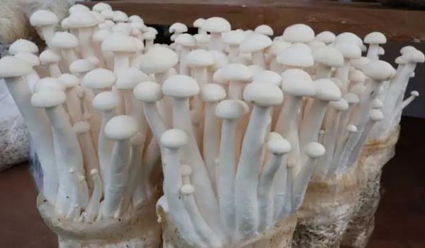 �����Lʲô���ӵĈDƬ ��������Щ��Ч�c����