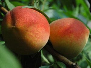 怎樣洗桃子更干凈?快速洗掉桃子絨毛的方法